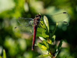 Closeup of an autumn darter dragonfly (sympetrum frequens) on a branch in Yoyogi Park, Tokyo