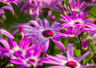 Closeup of Blossoming Spring Flowers