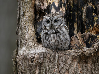 Eastern Screech Owl  Sitting in a Tree Hole in Early Spring, Portrait