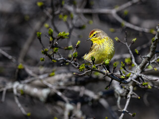 Palm Warbler perched on tree branch in spring on gray background