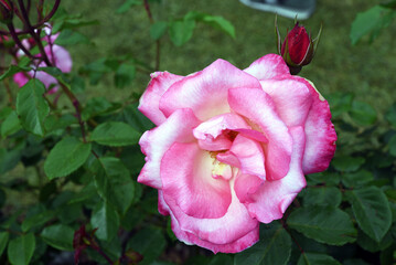 euroflora, parks of Nervi, rose in the botanical garden genoa italy