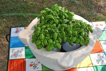 euroflora parks of Nervi, basil in a mortar Genoa Italy