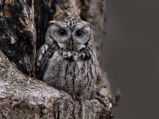 Eastern Screech Owl  Sitting in a Tree Hole in Early Spring, Portrait