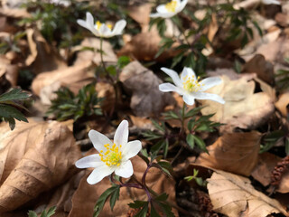 Bunte Blumen im Wald im Frühling
