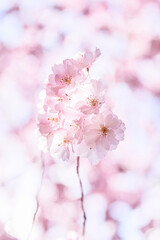 pink  blossom close up on tree with blurred background 