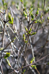 Spring new leaves, selective focus. Tree buds bloom on branch, close up. Germination of the first spring leaves.