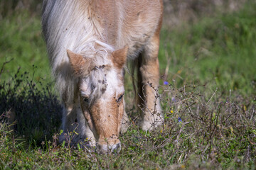 Closeup shot of a Przewalski's horse grazing on a field in the countryside