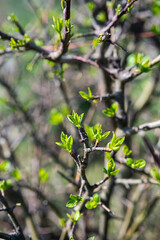 Spring new leaves, selective focus. Tree buds bloom on branch, close up. Germination of the first spring leaves.