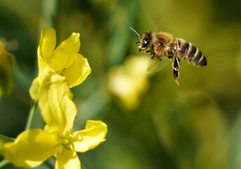 bee on a flower