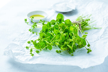 Winter purslane, Indian lettuce, healthy green vegetables for raw salads and cooking