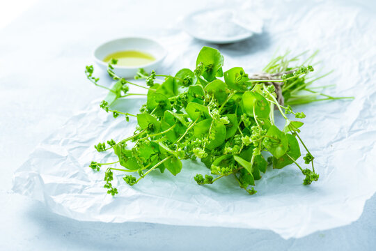 Winter purslane, Indian lettuce, healthy green vegetables for raw salads and cooking