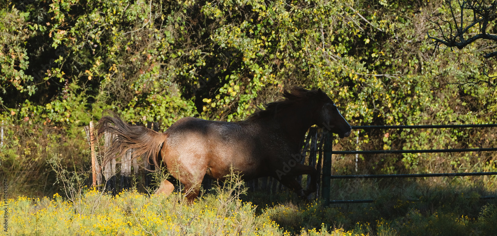 Wall mural quarter horse mare galloping through texas pasture covered in mud.