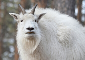 portrait of a white goat