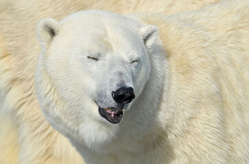 Naklejka na ściany i meble white polar bear