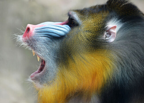 マンドリル の画像 10 766 件の Stock 写真 ベクターおよびビデオ Adobe Stock