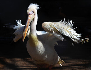 pelican on the beach