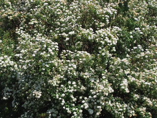 Fototapeta na wymiar white flowers bush