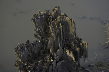 High angle shot of a rotten tree trunk by the riverside