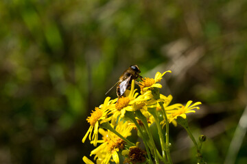 Shallow focus photo of a bee on yellow flowers - Powered by Adobe