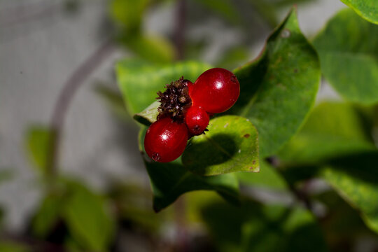 Closeup Of Red Poisonous Berries In A Park