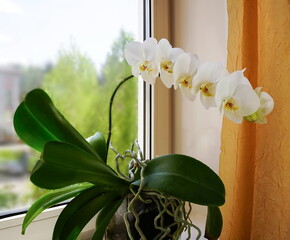White  orchid on the windowsill. Home flower close-up.