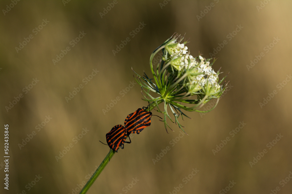 Sticker Shallow focus shot of harlequin bug (Graphosoma Italicum) on a wild flower