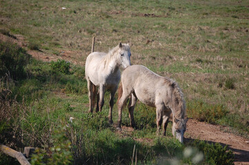 Pair of white ponies on a rural field