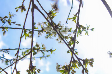 branches against blue sky