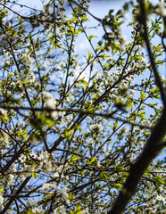 branches against blue sky