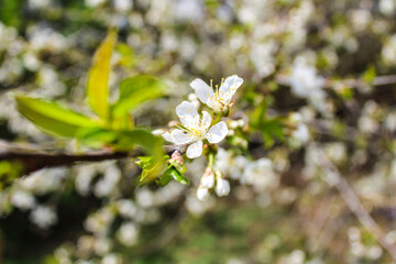 flowers in spring