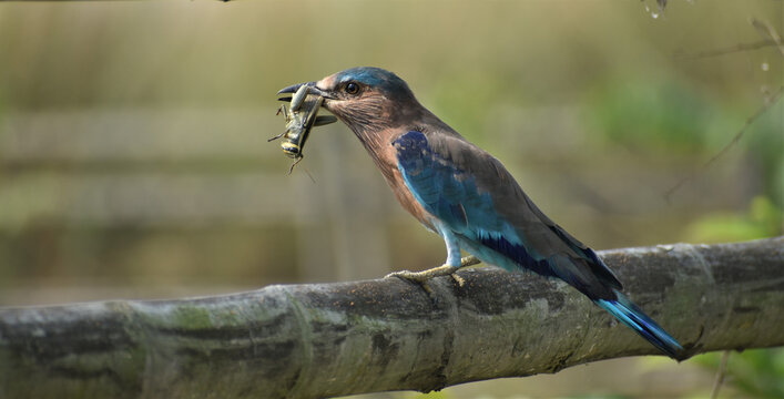 Blue bird standing on a tree branch and eating an insect isolated on a blurry background