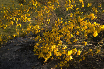 Yellow flowers on wild bush commonly known as brooms and its scientific name is Cytisus scoparius.