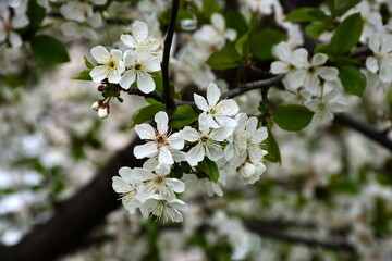 Cherry branch with white flowers and buds