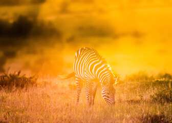 Fototapeta na wymiar Zebra grazing at sunset, Maasai Mara National Reserve, Kenya
