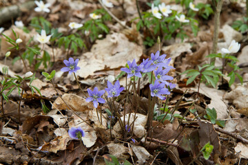 The liverleaf (Hepatica) flower blooming in a forest