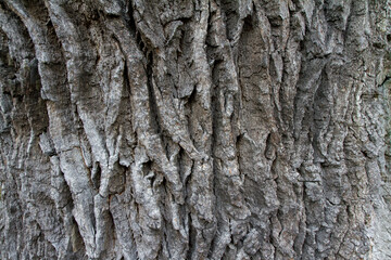 Close up of bark of a tree