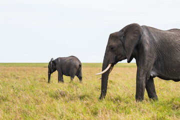 Elephants in a grassland in Kenya