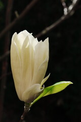magnolia ciemne tło 