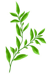 Illustration of branch and green leaves. Spring or summer stylized foliage.