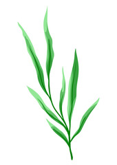 Illustration of branch and green leaves. Spring or summer stylized foliage.