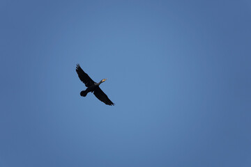 青空の中を一羽の鵜が飛んでいた。