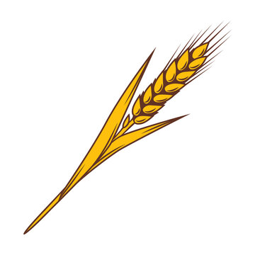 Illustration of wheat. Agricultural image with natural ear of barley or rye.