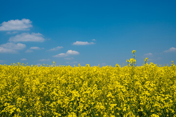 Rapeseed field and blue sky as the embodiment of the Ukrainian flag