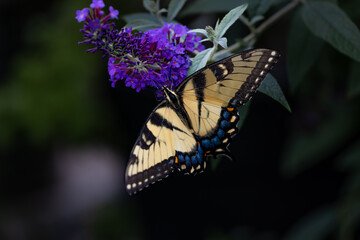 Horizontal photo of a macro of a Eastern tiger swallowtail Butterfly alighting on a purple...