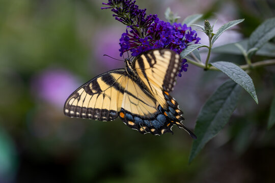 Horizontal photo of a macro of a Eastern tiger swallowtail Butterfly alighting on a purple butterfly bush in a prairie garden in Chicago	