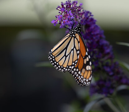 Portrait photo of a Macro of a beautiful orange monarch Butterfly alighting on a purple butterfly bush in a prairie garden in Chicago with a bokeh background!	