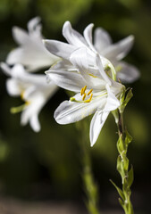 Naklejka premium white lilies