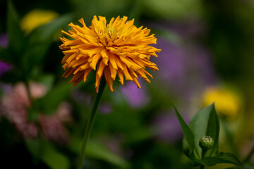 Macro of a beautiful envy peach colored zinnia elegans, multi petaled in a midwest garden wptj a dark background	