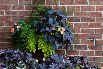 Prolific purple heart shaped sweet potato vine and Green asparagus fern tumbles down a brick wall,.