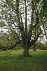 Obraz premium Big old beautiful tree in the park.